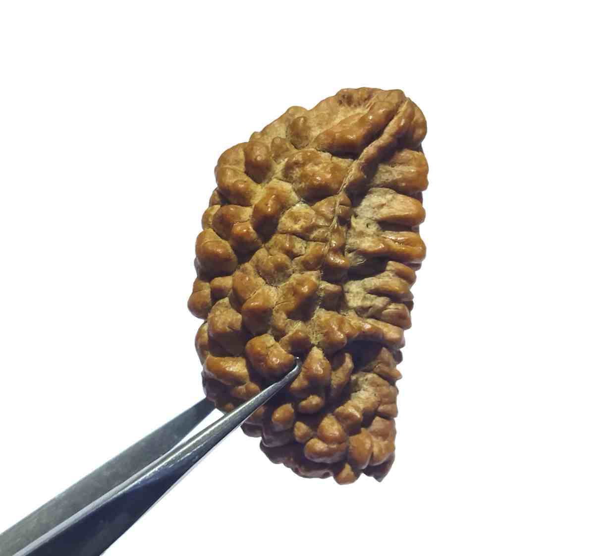 1 mukhi rudraksha price